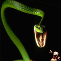 Snake VS Worm