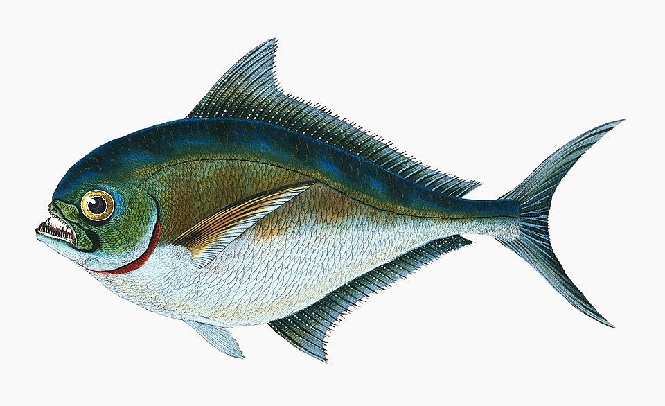 Illustration from The Natural History of British Fishes (1802) by Edward Donovan, digitally enhanced by rawpixel-com 33.jpg