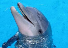 a picture of a dolphin