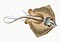 Illustration from The Natural History of British Fishes (1802) by Edward Donovan, digitally enhanced by rawpixel-com 89.jpg