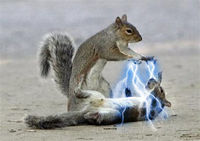 Squirrel Force Lightning.jpg