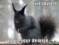 Devil squirrel, plotting the downfall of humanity.