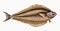 Illustration from The Natural History of British Fishes (1802) by Edward Donovan, digitally enhanced by rawpixel-com 68.jpg