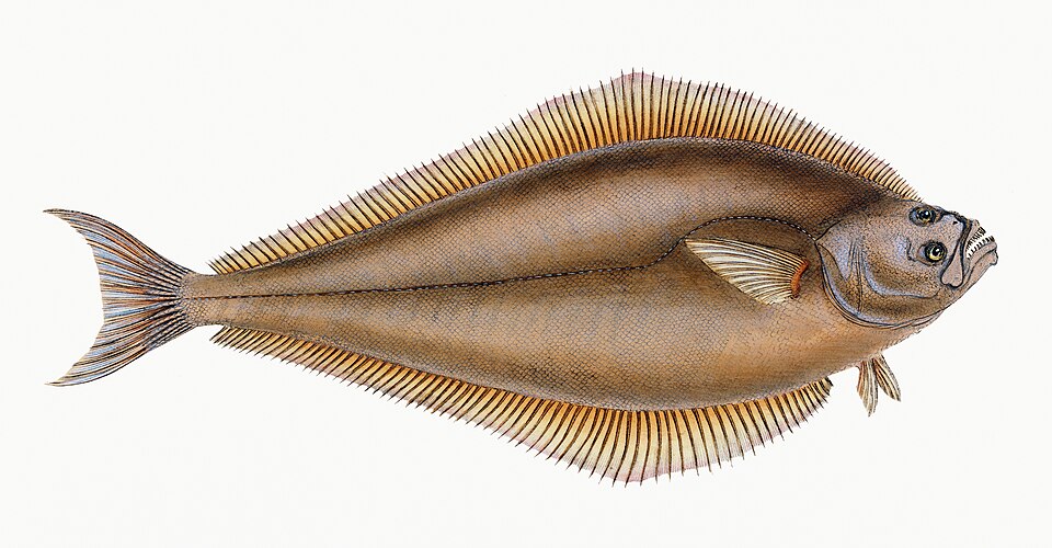 Illustration from The Natural History of British Fishes (1802) by Edward Donovan, digitally enhanced by rawpixel-com 68.jpg