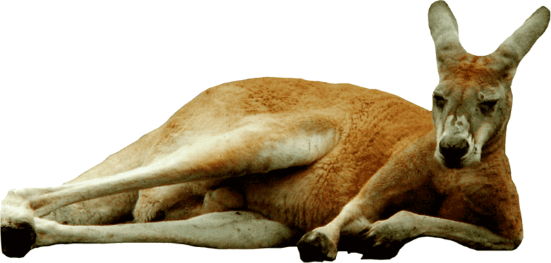 File:Lazy kangaroo.png