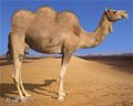 3 hump camel.jpg