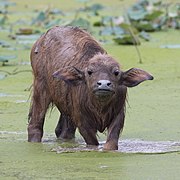 Buffalo New York?