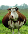 Fat cow-1.jpg