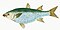 Illustration from The Natural History of British Fishes (1802) by Edward Donovan, digitally enhanced by rawpixel-com 14.jpg