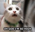 Kitty-high.jpg