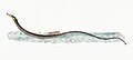 Illustration from The Natural History of British Fishes (1802) by Edward Donovan, digitally enhanced by rawpixel-com 53.jpg