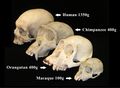 Skull comparison JP.JPG