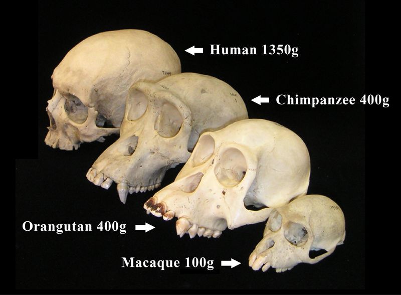File:Skull comparison JP.JPG