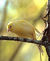 Canarybird.jpg
