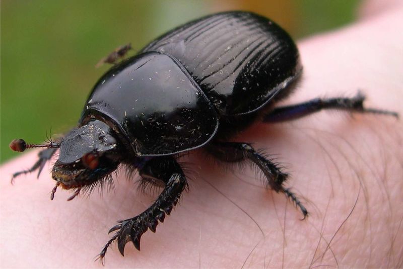 File:Dor beetle.jpg