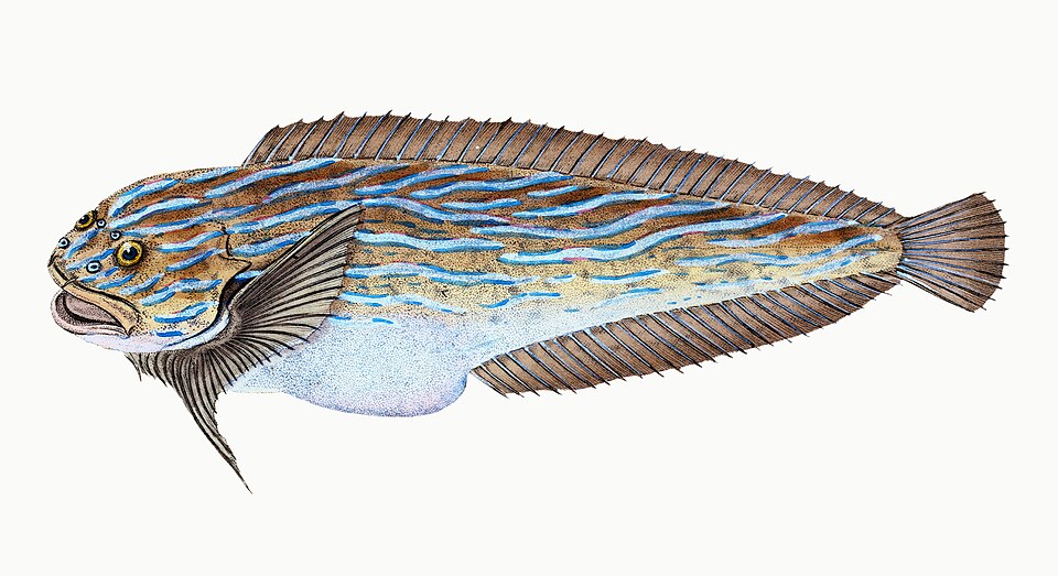 Illustration from The Natural History of British Fishes (1802) by Edward Donovan, digitally enhanced by rawpixel-com 42.jpg