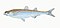 Illustration from The Natural History of British Fishes (1802) by Edward Donovan, digitally enhanced by rawpixel-com 78.jpg