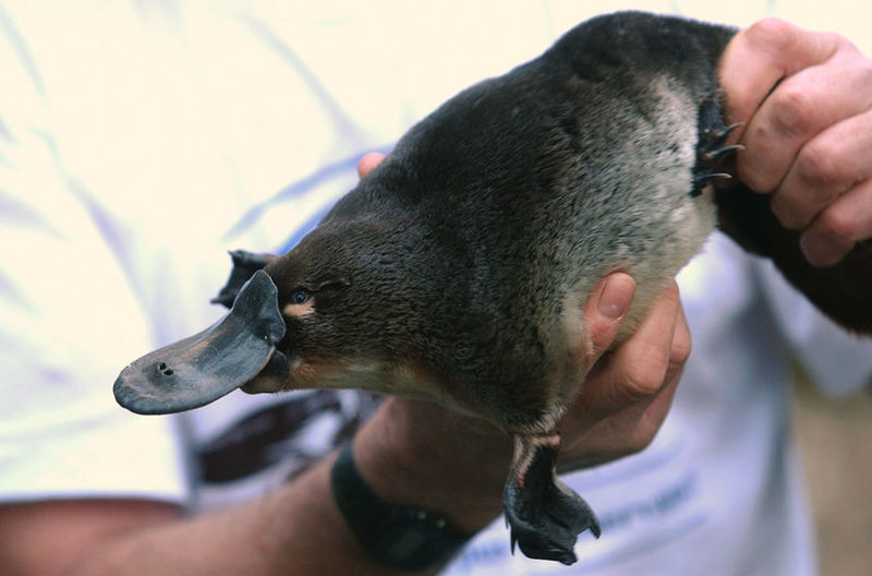 File:Platypus in hand.jpg