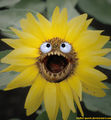 SunflowerwithTeeth.jpg