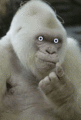 White ape ancestor.gif