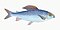 Illustration from The Natural History of British Fishes (1802) by Edward Donovan, digitally enhanced by rawpixel-com 79.jpg