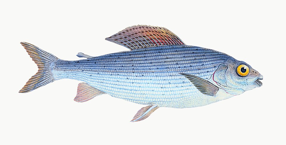 Illustration from The Natural History of British Fishes (1802) by Edward Donovan, digitally enhanced by rawpixel-com 79.jpg