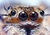 Jumping Spider Eyes.jpg