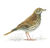 Songthrush.jpg