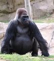 Gorilla with Downs Syndrome.jpg