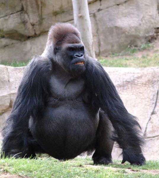File:Gorilla with Downs Syndrome.jpg