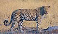 Leopards finally getting ready to eat people's faces next year