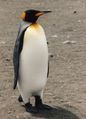 Adult-king-penguin.jpg