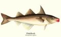 HaddockFish.jpg