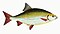 Illustration from The Natural History of British Fishes (1802) by Edward Donovan, digitally enhanced by rawpixel-com 35.jpg