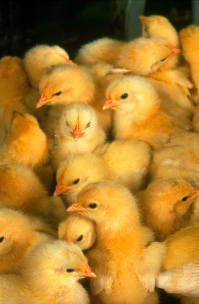 File:More chicks.jpg