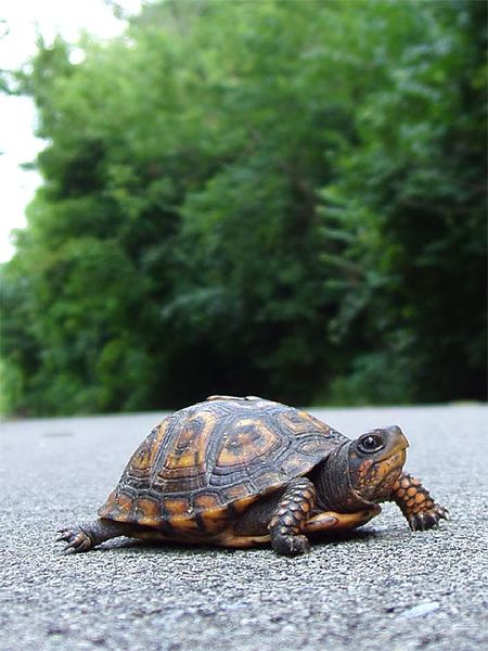 File:Turtle getting away.jpg
