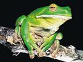 Frog1.jpg