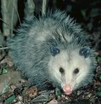 Opossum11sm.jpg