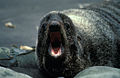 Fur Seal, Alaska Maritime National Wildlife Refuge.jpg