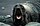 Fur Seal, Alaska Maritime National Wildlife Refuge.jpg