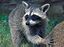 Raccoon.jpg