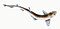 Illustration from The Natural History of British Fishes (1802) by Edward Donovan, digitally enhanced by rawpixel-com 50.jpg