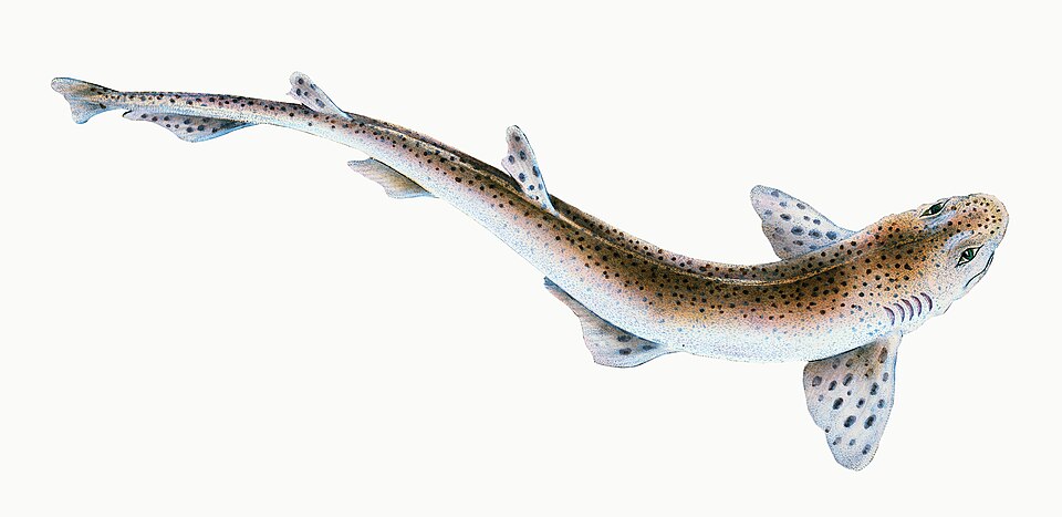 Illustration from The Natural History of British Fishes (1802) by Edward Donovan, digitally enhanced by rawpixel-com 50.jpg