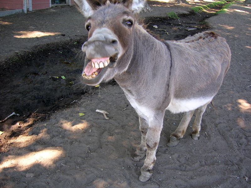 File:Donkey2.jpg