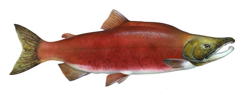 Oncorhynchus nerka.jpg
