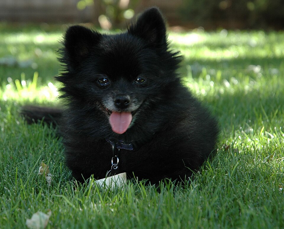 File:Pomeranian.jpg