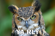 Owl yarly.png