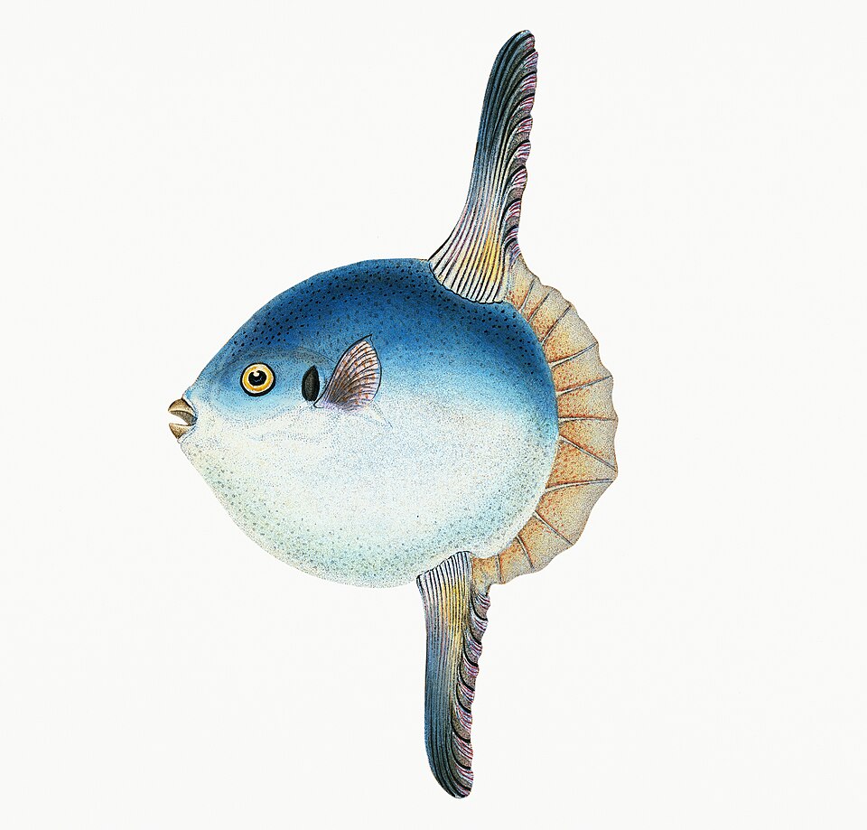 Illustration from The Natural History of British Fishes (1802) by Edward Donovan, digitally enhanced by rawpixel-com 22.jpg