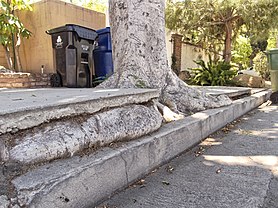 File:San Fernando Valley sidewalk vs. tree 2015-05-02.jpg