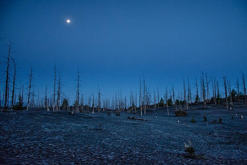 800px-Kamchatka_Moon_over_the_dead_forest_%2819873266190%29.jpg
